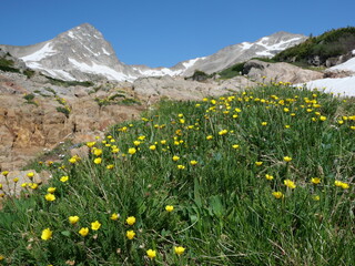 Obraz premium Alpine Avens (Geum rossii) blooming beneath Mount Toll in the Indian Peaks Wilderness, Colorado