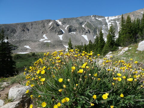 Alpine Avens (Geum rossii) blooming beneath snow-streaked mountains in the Indian Peaks Wilderness, Colorado