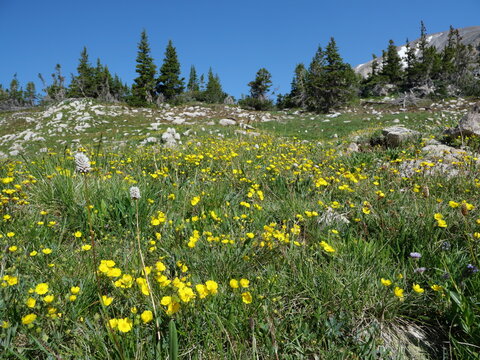 Alpine Avens and American Bistort blooming in an alpine meadow in the Indian Peaks Wilderness, Colorado