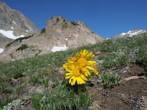 Old Man of the Mountain (Hymenoxys grandiflora) blooming near Blue Lake in the Colorado Rocky Mountains
