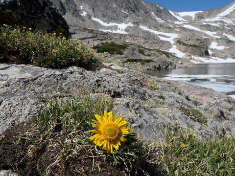 Old Man of the Mountain (Hymenoxys grandiflora) blooming beside partially frozen Blue Lake, Indian Peaks Wilderness, Colorado
