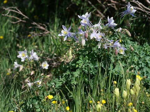 Colorado Columbine (Aquilegia coerulea) blooming near Blue Lake in the Indian Peaks Wilderness, Colorado