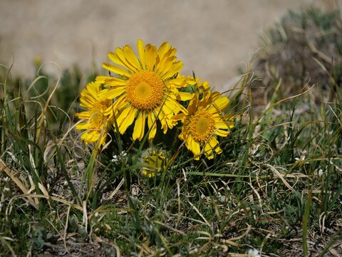 Close-up of Old Man of the Mountain (Hymenoxys grandiflora) blooming near Blue Lake, Indian Peaks Wilderness, Colorado