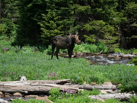 Moose Standing Beside Mountain Stream in Indian Peaks Wilderness, Colorado