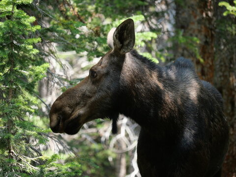 Profile of a Wild Moose Along Mitchell Lake Trail, Indian Peaks Wilderness, Colorado