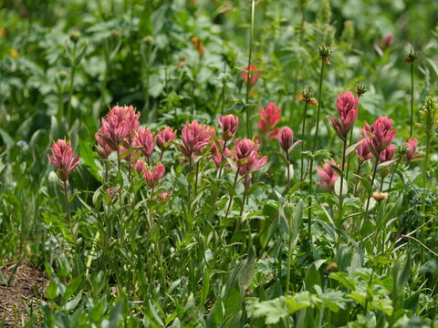 Giant Red Indian Paintbrush (Castilleja miniata) Wildflowers Along Mitchell Lake Trail, Indian Peaks Wilderness, Colorado
