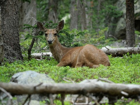 Resting female mule deer (Odocoileus hemionus) in the forest near Brainard Lake, Indian Peaks Wilderness, Colorado