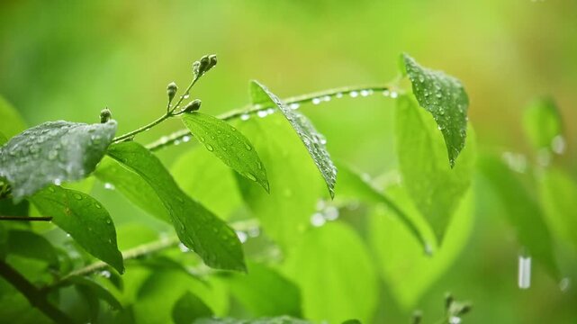 Fresh green leaves glisten with morning dew drops. Raindrops slowly roll down leaf surfaces. Blurred green background enhances focus on wet foliage. Natural close-up of plant life after rain