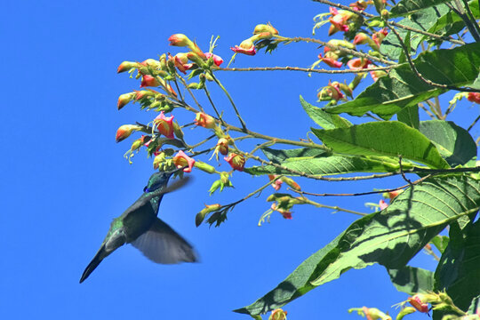 bird on a branch