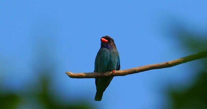Oriental dollarbird perched on a branch against a clear blue sky background with natural leaf framing