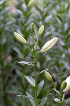 cluster of flower buds of an asiatic lily plant with stem full of future blooms agains a green backdrop