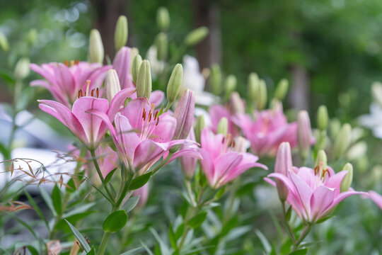 close up of pink flower group of asiatic day lily these blooming Lillies have multiple blossoms and buds ready to be pollinated with open petals and stamen to rub your fuzzy body against