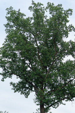 tall tulip poplar deciduous tree with a full canopy of leaves in the summer season stands alone in a open field fully exposed to the wind and sun but offering protection below it