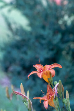 Cluster of orange asiatic lilies at the bottom of the frame are blooming and budding their lily flowers in front of a shallow out of focus background featuring a forest edge ecosystem 