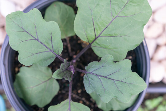 Looking straight down at an eggplant starter in a nursery pot. the large veined leaves shoot outward from the central stem