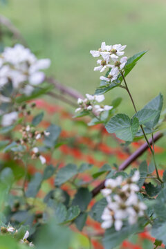 Blooming thornless blackberry canes push out clusters of juicy berries from a prima cane producing cultivar that is a hybrid variety. The white blossoms sprout on latteral branches
