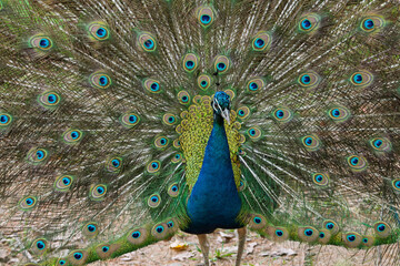 Fototapeta premium The peacock spreads its tail 