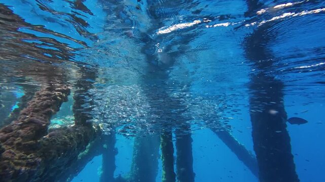 A Thriving Marine Ecosystem Formed Beneath the Pillars of an Offshore Drilling Platform

