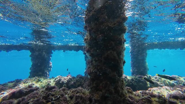 A Thriving Marine Ecosystem Formed Beneath the Pillars of an Offshore Drilling Platform
