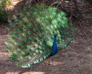 Obraz premium The peacock spreads its tail 