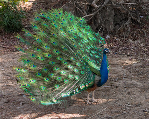 Obraz premium The peacock spreads its tail 
