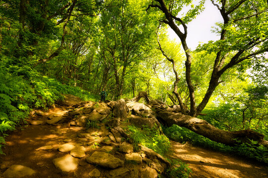 A view of gnarled, twisted tree roots that look like an eye on the Craggy Pinnacle Trail on the Blue Ridge Parkway in NC