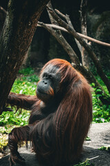 Orangutan posing  © Lucas