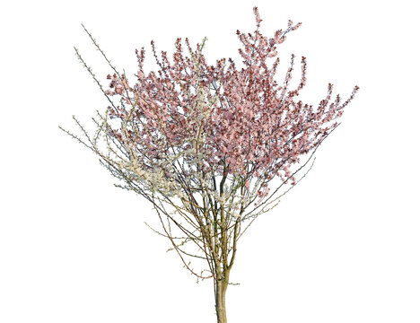 Delicate pink cherry blossom tree branches in the full bloom