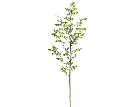 Young deciduous tree with delicate green leaves