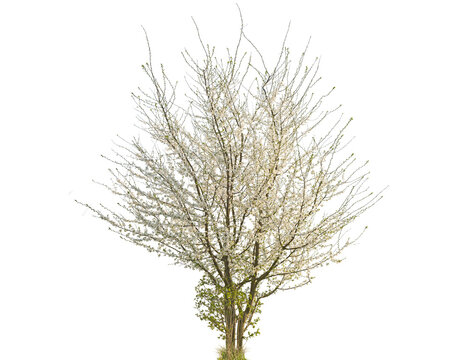 Delicate white blossoms adorn a deciduous tree in full spring bloom