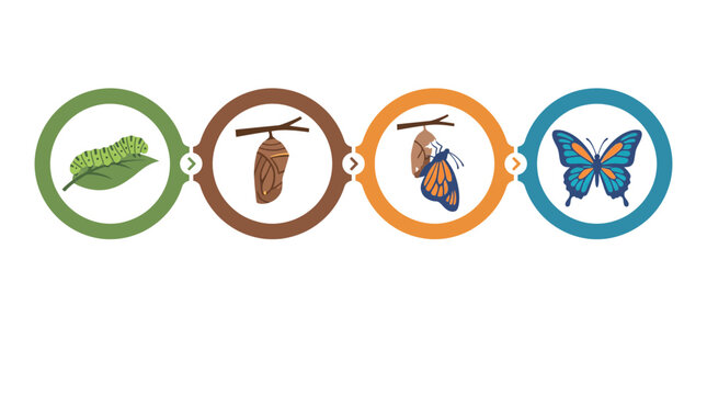 Butterfly metamorphosis lifecycle diagram stage icon set caterpillar pupa change evolution