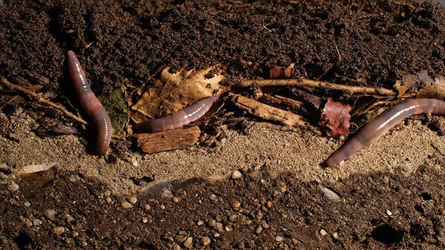 Earthworms Crawling Through Fertile Garden Soil.