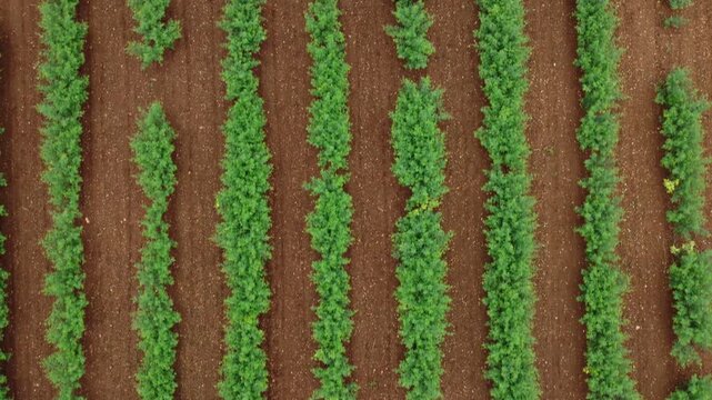 Cinematic footage captured from an aerial view of an Indian village, India.