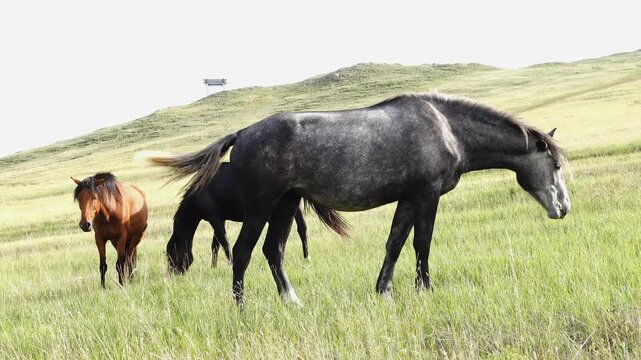 Herd of horses grazing in summer hill pasture