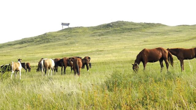 Herd of horses grazing in summer hill pasture