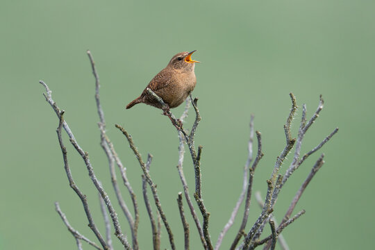 The Shetland subspecies of Eurasian wren&mdash;considered by many to be possibly evolving into its own unique species&mdash;sings atop a branch at Sumburgh Head.