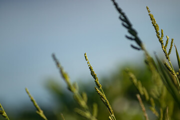 Fototapeta premium Close up of green wild grass seed heads glowing under soft afternoon sunlight against a blurry sky
