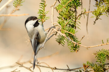 Black-Capped Chickadee Hanging on Side of Pine Tree Branch Bird Portrait © Stephen