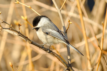 Chickadee Up Close Perched on Tree Branch Spring Wildlife © Stephen