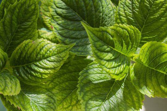 This is a close-up of a hydrangea leaf.