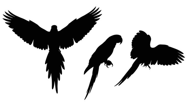 Three black silhouettes of parrots flying.
