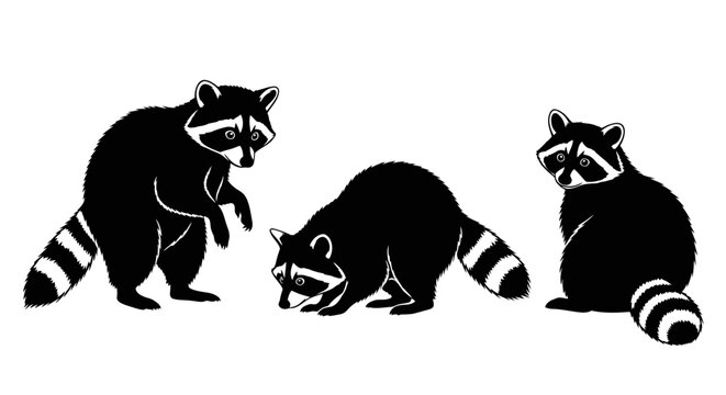Three raccoons in different poses black 1.
