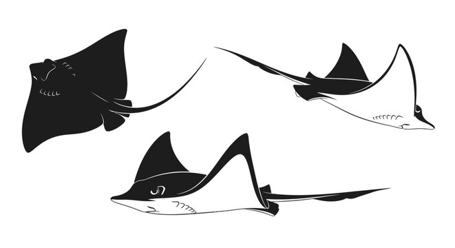 Three stingrays swimming in ocean water 1.