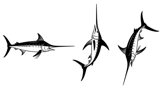 Three swordfish swimming in ocean water.