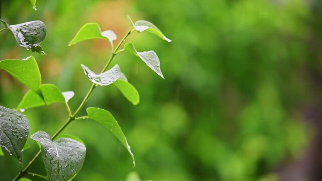 Raindrops fall on green leaves. Leaves glisten under gentle rain. Background blurred, natural greens. Raindrops drip from leaf tips. Soft focus on foliage, peaceful atmosphere