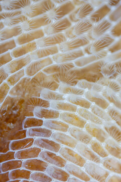 Geometric White Biological Pattern - A detailed Bryozoan colony macro texture