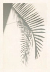 Fototapeta premium Soft palm leaf shadow on light background poster design