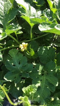 Close up of a honey bee pollinating a small yellow flower among vibrant green watermelon plant leaves