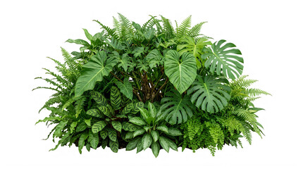 Fototapeta premium Lush tropical plant bush isolated on white background