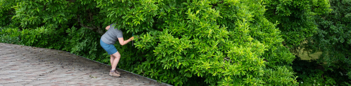 Senior woman standing on the asphalt shingles of house roof with loppers cutting branches on a magnolia tree to prune branches from rooftop, homeowner garden maintenance
